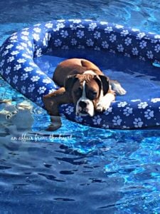 Boxer in the Pool Raft