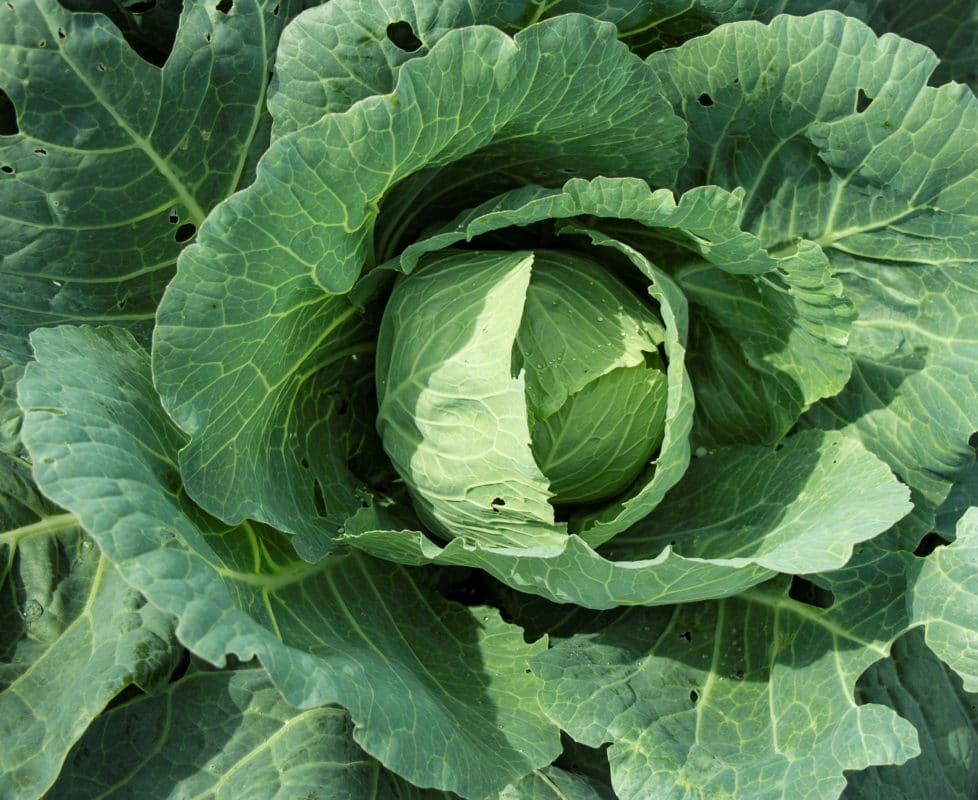 cabbage