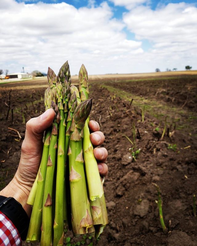 Growing Asparagus at Ely Farms, Nebraska