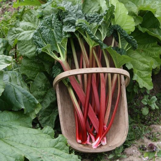 rhubarb growing