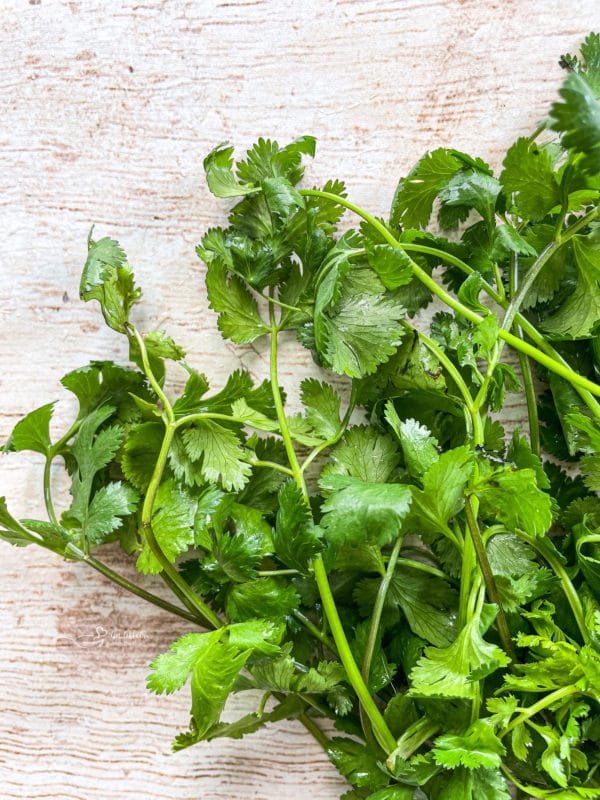 Top view of cilantro